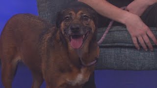 KLBK’s Pet of the Day is Gigi! (8/4/26)