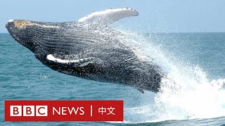 鯨魚曾因鯨脂被大規模捕殺數十年後重返巴西－ BBC News 中文 