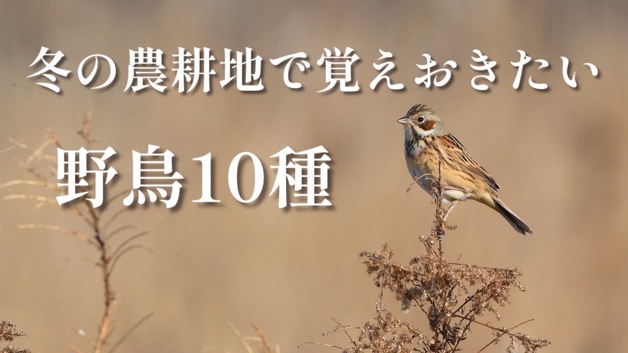 冬の農耕地で野鳥観察を楽しむために