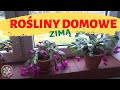 Dlaczego opadają liście roślinom domowym zimą?