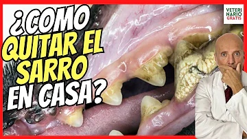 ¿Puedo raspar el sarro de los dientes de mi perro?