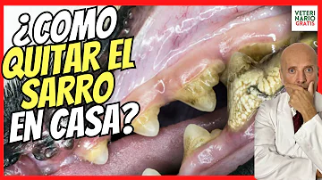 ¿Qué alimentos provocan sarro en los dientes del perro?