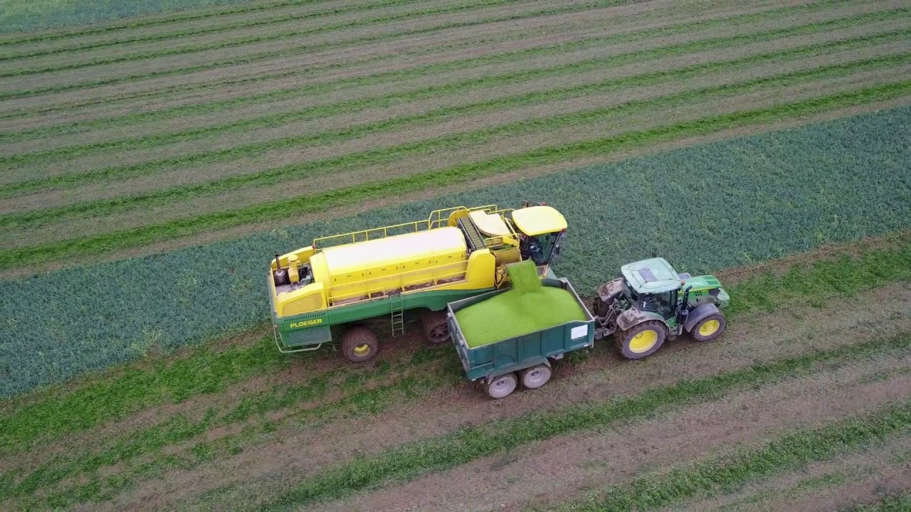 Pea Vining in the Lincolnshire Wolds for #Harvest17 - YouTube