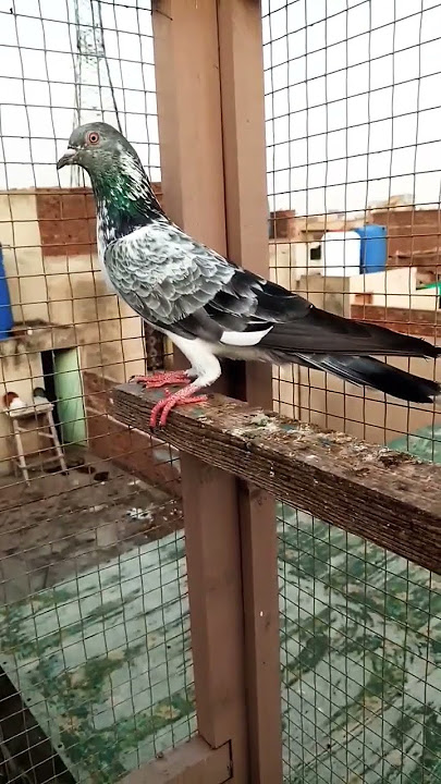 Lahore Pigeon #kabootar #kabutar #kabutarstatus