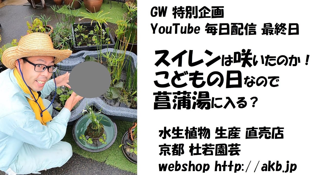 50種室內植物 B8bney