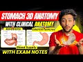 Abdomen Anatomy- Stomach | MBBS 1st Year | Full Explanation with Exam Notes | MBBS World