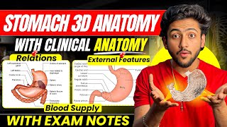 Abdomen Anatomy- Stomach | MBBS 1st Year | Full Explanation with Exam Notes | MBBS World screenshot 5