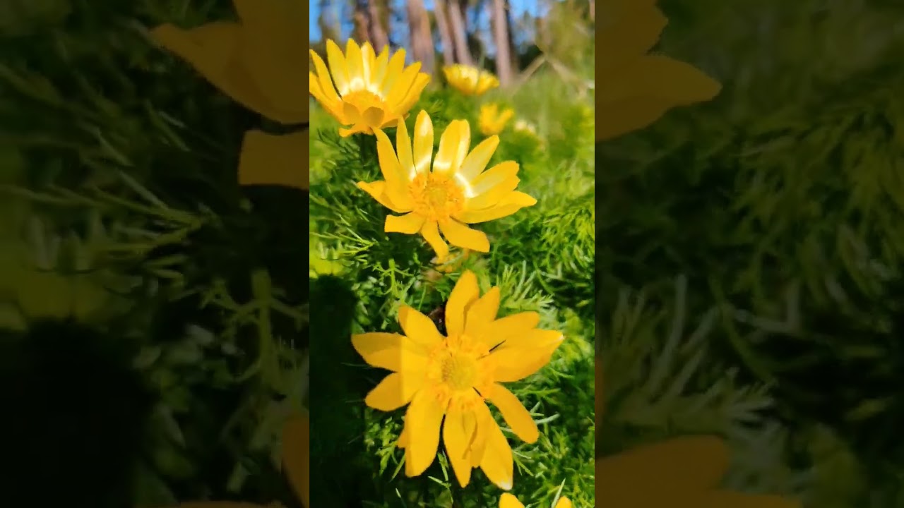 огнецвет или адонис весенний