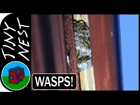 Wasp Nests [Outtakes]