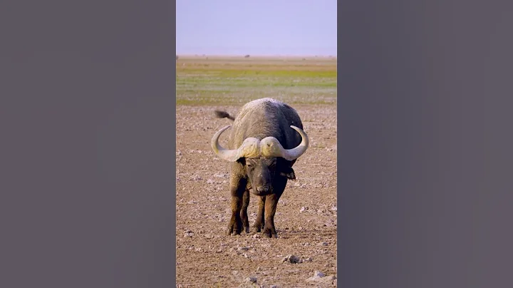 The African Buffalo. Never been tamed.!