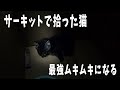【保護２周年】サーキットで拾った猫がムキムキ最強生物だった件【１歳まで振り返り】