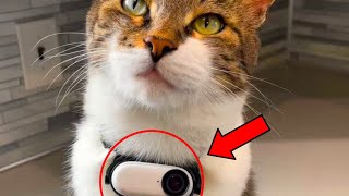 Full Story Hidden Camera Reveals What The Cat Did With The Neighbor