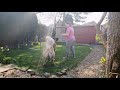 Diego the Estrela Mountain Dog doing Agility Training. の動画、YouTube動画。