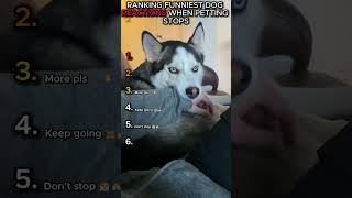 Funniest Dogs Who Refuse To Stop Cuddling