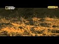 وثائقي خفايا البراري الهندية أسود الصحراء HD 