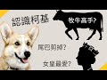 認識科基犬【品種動物系列】