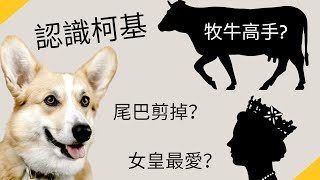 認識科基犬【品種動物系列】