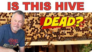 Beekeeping: Saving a Dying Hive Before It's Too Late