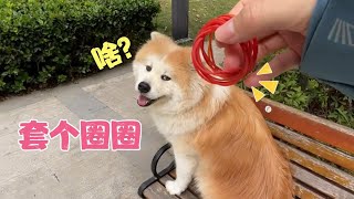小狗狗耳朵有多敏感?