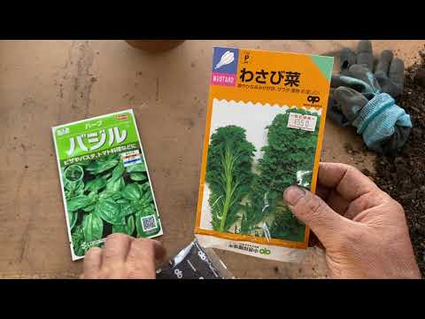 茄子のコンパニオンプランツでバジル わさび菜種まき2412 Youtube