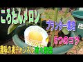 【ころたんメロン】プランター栽培　6つのコツ　23/6/15