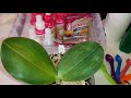 Орхидея "Спящая Красавица" | Удобрение для Орхидей и Спрей БиоМастер | Phal. Pylo's Decorated Canary