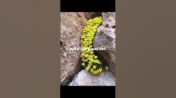 استغفر الله وأتوب إليه (قرآن كريم) #قرآن