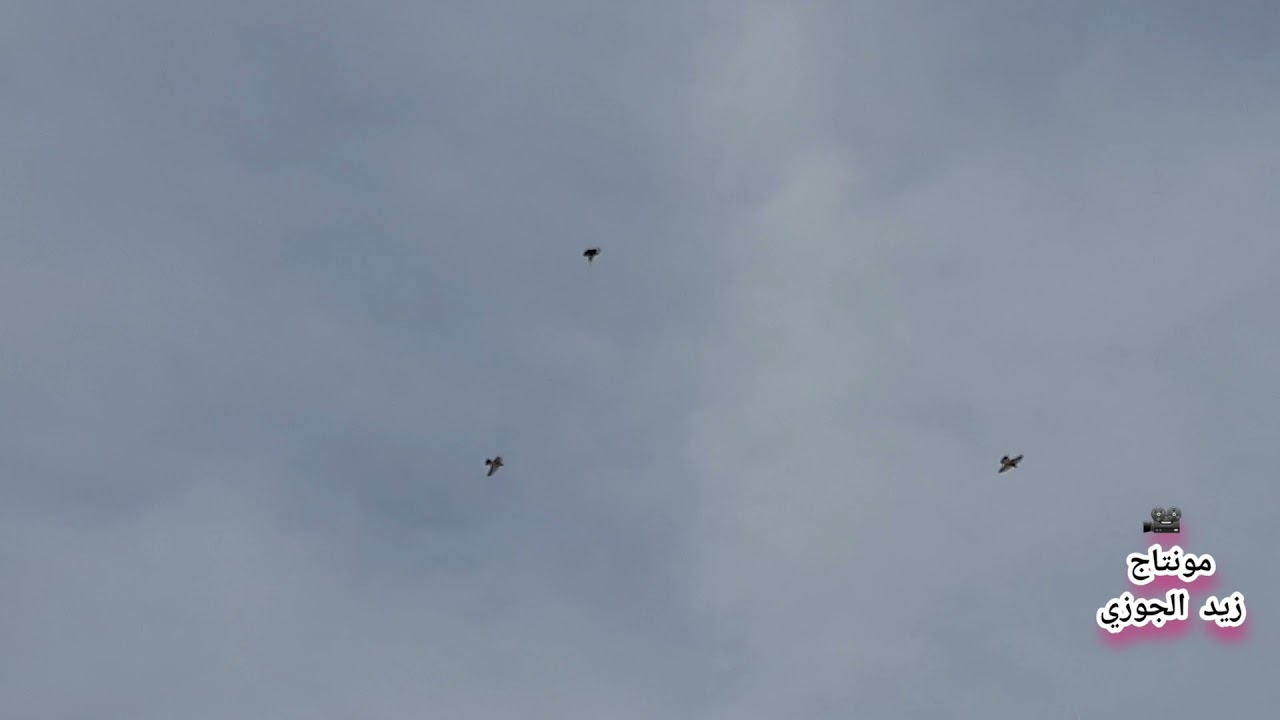 أسود طير أخوكم ابو ناصر بر السريع نباع بسعر ٣مليون