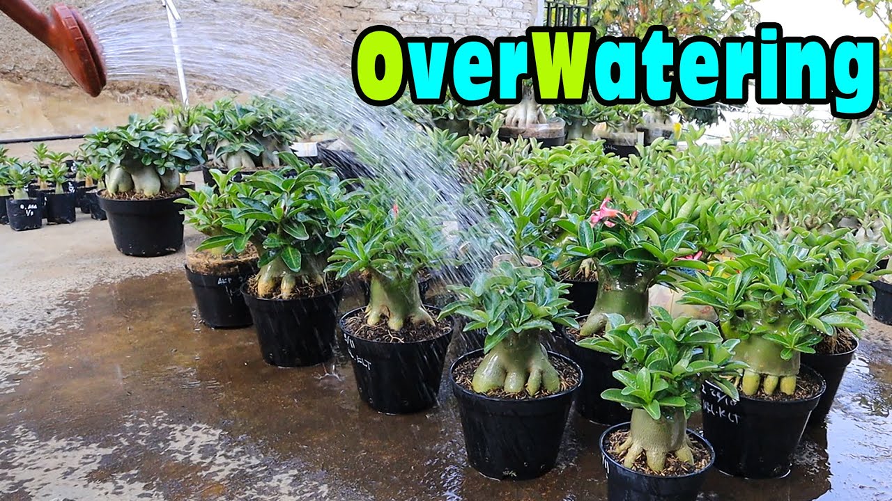 OverWatering In Adenium Plants. ( Subtitle ) Desert Rose Bonsai YouTube