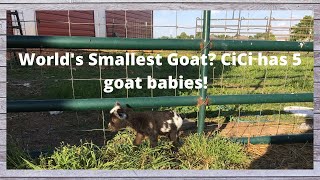 WORLD'S SMALLEST GOAT?!? Is it a WORLD RECORD?!? Nigerian Dwarf Goat gave birth to FIVE GOAT BABIES!