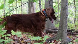 Irish Setter