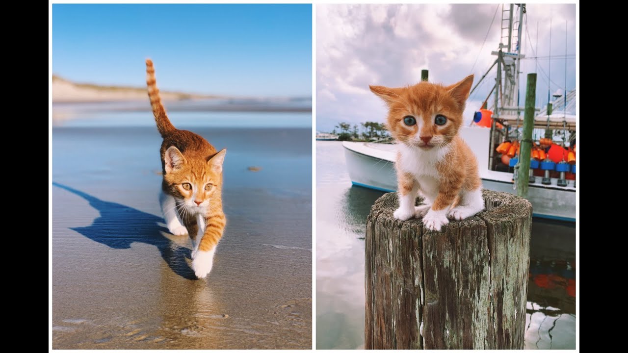 Meet Marlin! The swimming, oceanloving, boat riding CAT that thinks he