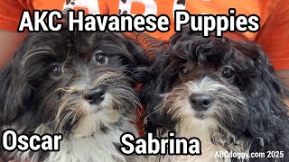 AKC Havanese Puppies * Oscar & Sabrina * ABCdoggy.com 2025