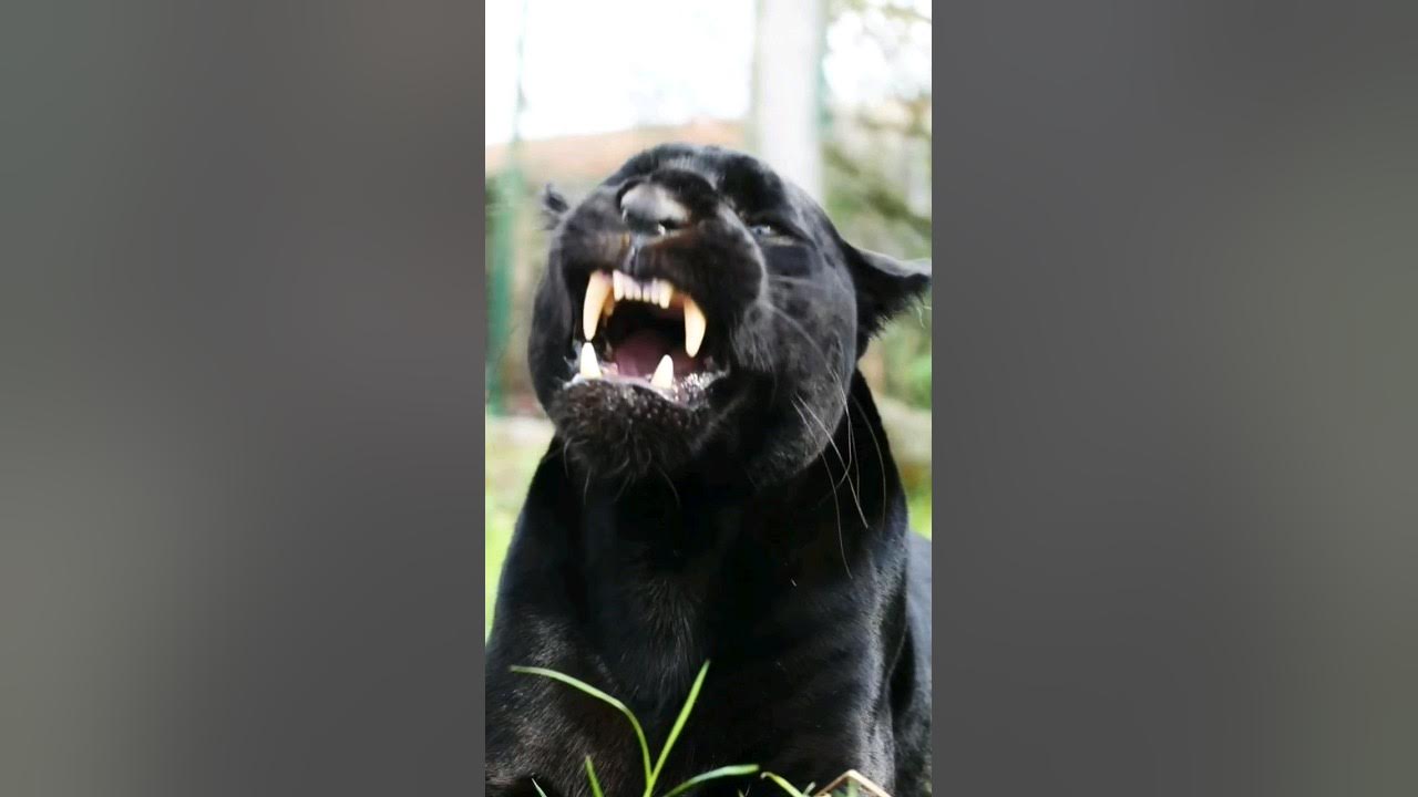Black Panther Roaring Voice Black Panther Roaring Voice