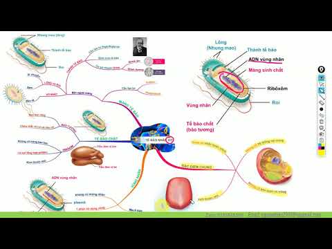 Video SINH HỌC 10 - BÀI 7 - TẾ BÀO NHÂN SƠ #Sodotuduy... - youtube