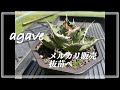 メルカリで売れたアガベ海王を抜苗にしました。