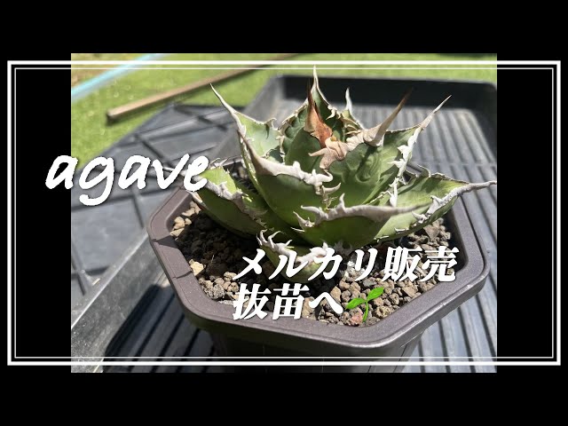 メルカリで売れたアガベ海王を抜苗にしました。 - YouTube