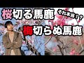 「桜切る馬鹿梅切らぬ馬鹿」を樹木医が解説【剪定の方法】