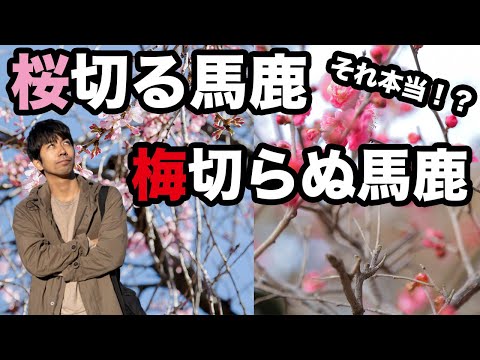 「桜切る馬鹿梅切らぬ馬鹿」を樹木医が解説【剪定の方法】