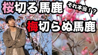 「桜切る馬鹿梅切らぬ馬鹿」を樹木医が解説【剪定の方法】