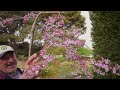 Why My Weeping Cherry Tree Is Dying 