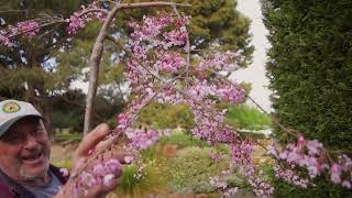 Why My Weeping Cherry Tree Is Dying