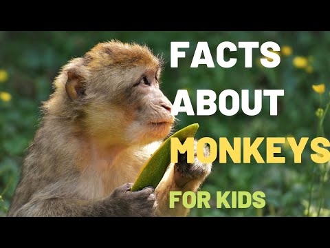 Wideo: Czy małpy koczkodanowe są roślinożercami?