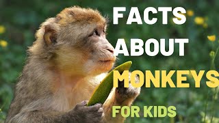 About Monkeys Facts | Lesson For Children About Monkeys, Their Diets, Habitats
