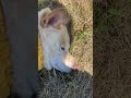 寝てるから鼻に草攻撃