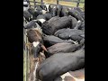 Venda de #boi #garrote #vacas #agro 88-999659292 Fabiano
