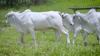 LOTE 108 NETB 105, 119 e 158, JTRG 606