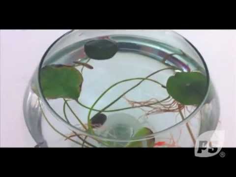 Lotus Et Poisson Lotus And Fish Youtube