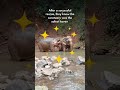 Get to know Darling! | Wild Animal Unique Personality Award 2024