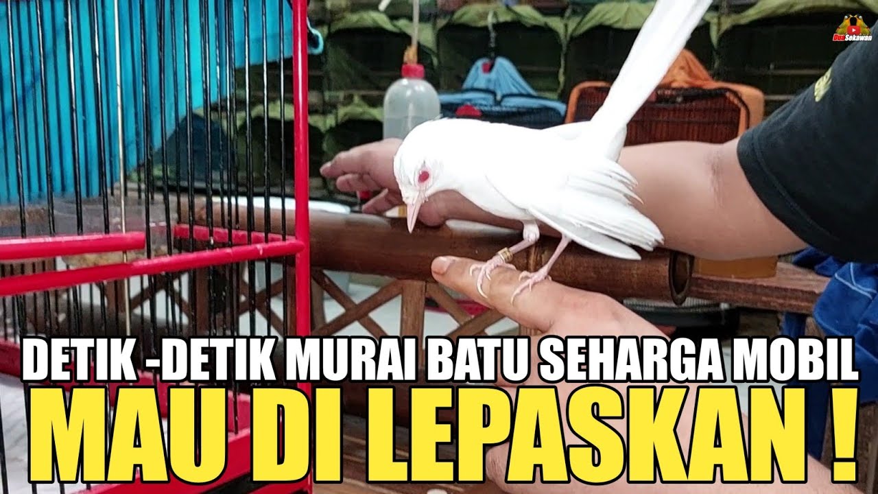 DETIK DETIK MURAI BATU ALBINO SE HARGA MOBIL DI LEPAS